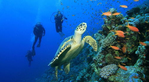 馬爾代夫潛水指南 從浮潛到深潛的必備設(shè)備清單